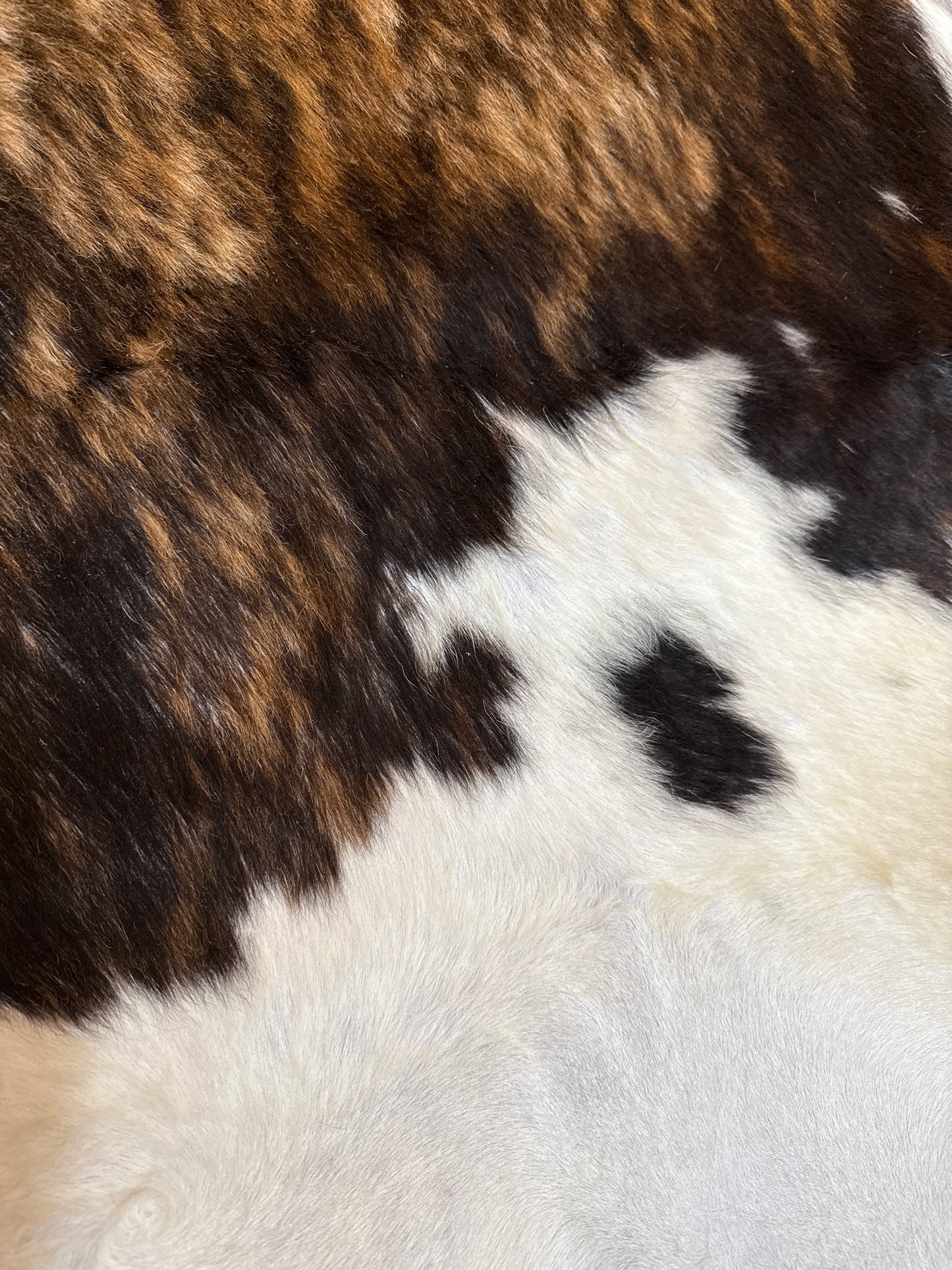 Dark Brindle Tricolor