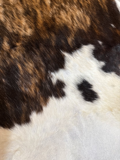 Dark Brindle Tricolor