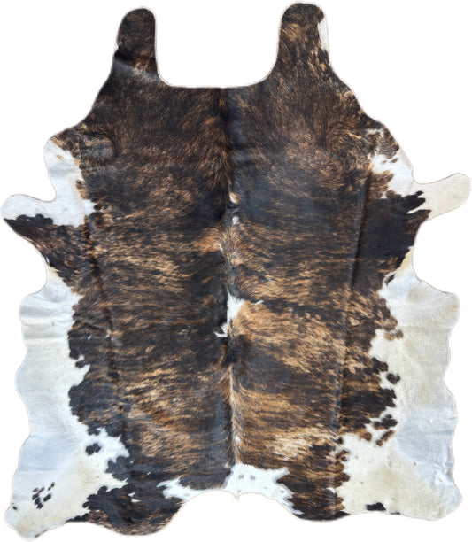 Dark Brindle Tricolor